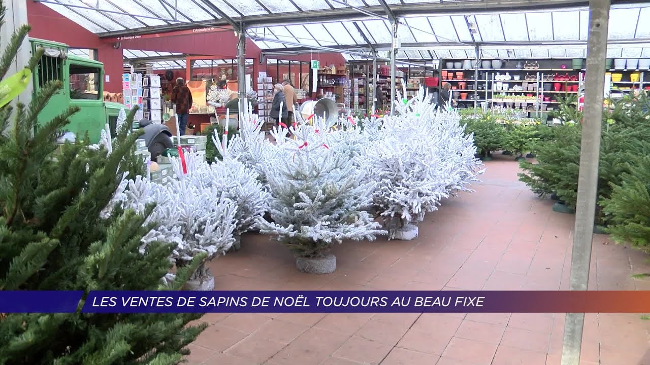 Yvelines | Les ventes de sapin de Noël toujours au beau fixe