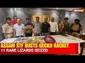 Assam STF Busts Gecko Smuggling Racket; 11 Endangered Tokay Lizards Recovered