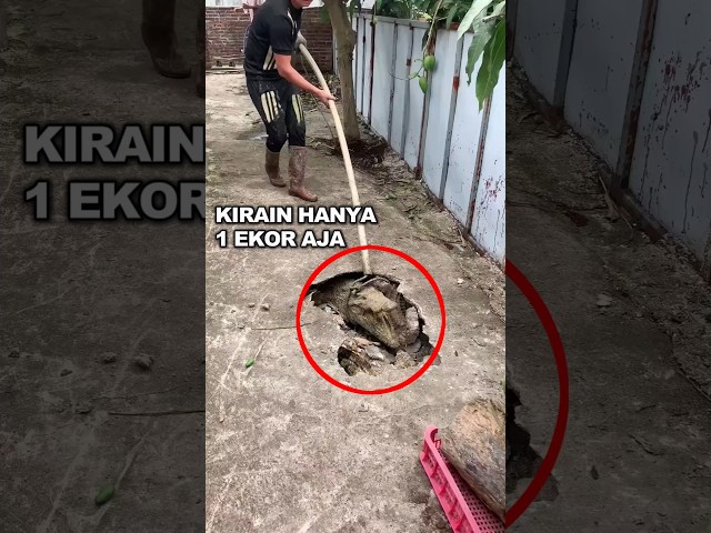 Mereka menemukan buaya dibawah jalan