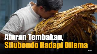 Tembakau Masih Jadi Andalan, Situbondo Hadapi Dilema Regulasi
