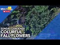 Sunday Gardener: Colorful fall flowers