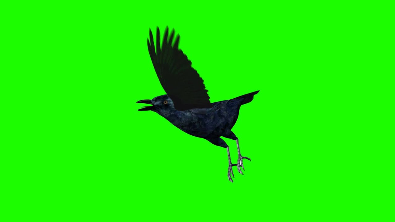 Crow Bird Flying - Green Screen Animation Footage - YouTube