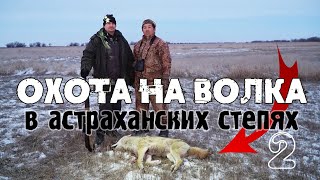 Охота на волка в астраханских степях Охота на волка в астраханских степях