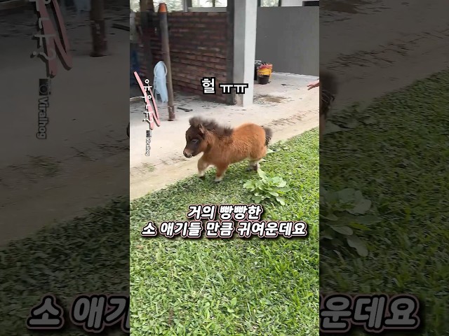 한 마리에 1억