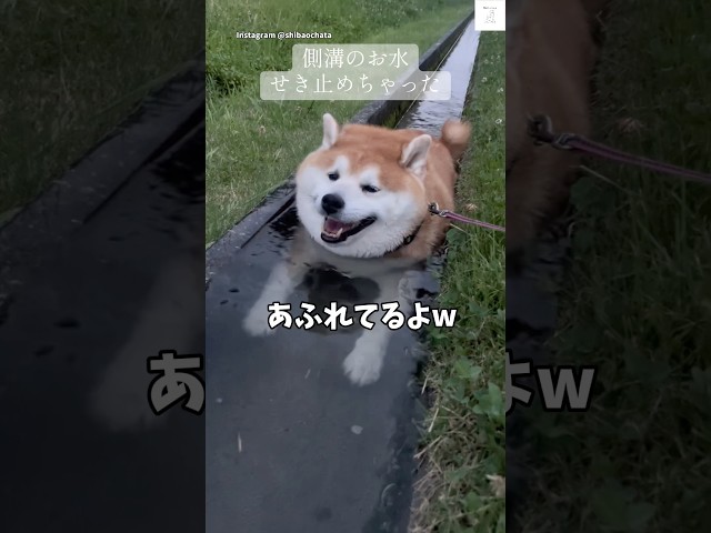 水があふれてる…😂水の流れを完全に止めた柴犬‼️   #柴犬　#犬　#かわいい犬 #面白い　#犬のいる暮らし