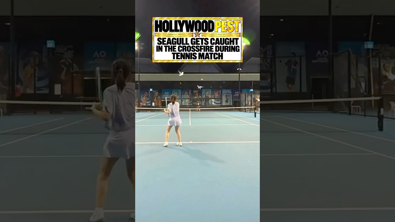 Tennis player takes out bird 🕊️💥
