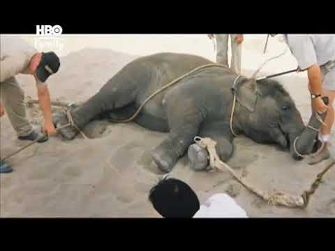 An Apology to Elephants'