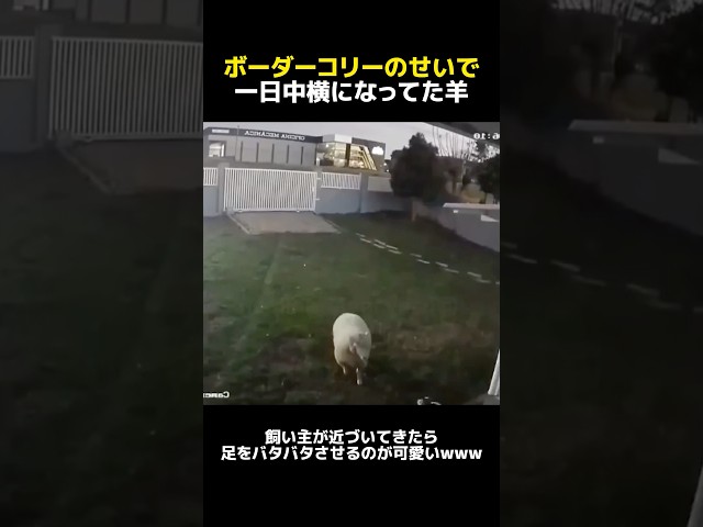 ボーダーコリーのせいで一日中横になっていた羊
