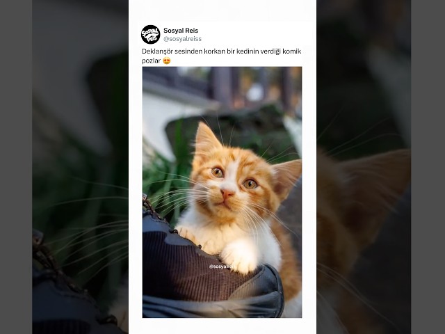 Deklanşör sesinden korkan bir kedinin verdiği komik pozlar 😍