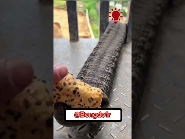 Con gái nghĩ vòi voi là rắn cực độc!😲😲🐍🐍