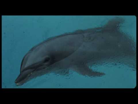 Dolphin blue: Fuji, mou ichido sora e'
