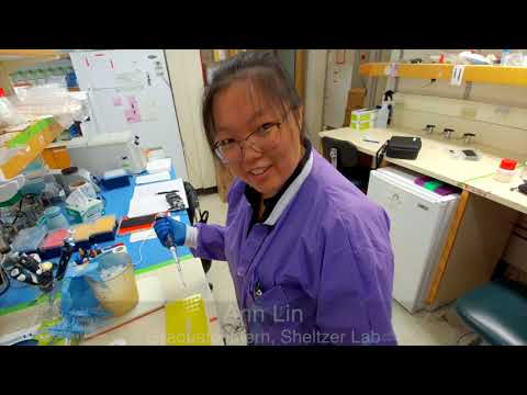 Ten experimental cancer drugs kill tumors in ways that are entirely different than how clinicians thought they did, revealing important insights for precision therapy. CSHL Fellow Jason Sheltzer investigates alongside Ann Lin and Christopher J. Giuliano. Ten experimental cancer drugs kill tumors in ways that are entirely different than how clinicians thought they did, revealing important insights for precision therapy. CSHL Fellow Jason Sheltzer investigates alongside Ann Lin and Christopher J. Giuliano.