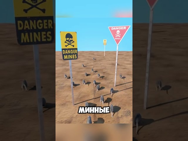 Изучили крыс саперов  на войне @zackdfilms