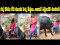 Woman dances before buffalo for reel, goes wrong