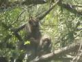 Longtail macaques grooming in tree