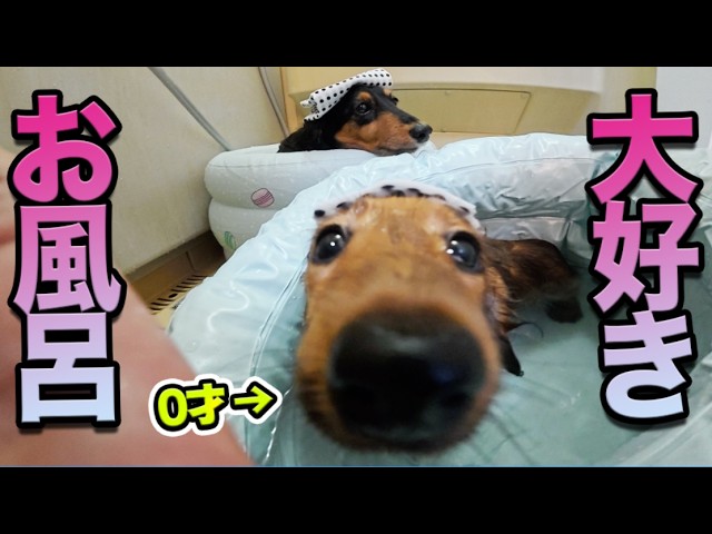お風呂が好きすぎる犬、子犬に格の違いを見せつける【かわいい】