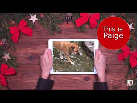 Meet Paige, a Shepherd mix from North Dakota. Paige will be reunited with her human, military personnel deployed overseas, Brad in early March 2020. Meet Paige, a Shepherd mix from North Dakota. Paige will be reunited with her human, military personnel deployed overseas, Brad in early March 2020.