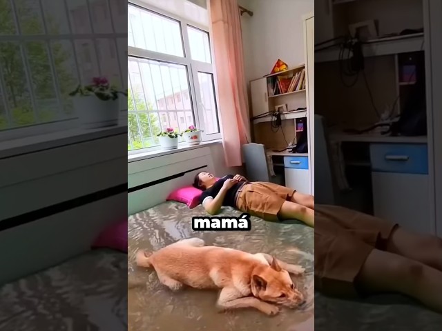¡Cama con diseño de perro!🤯😱