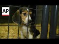 Virginia company hit with largest fine due to poor conditions of thousands of beagles