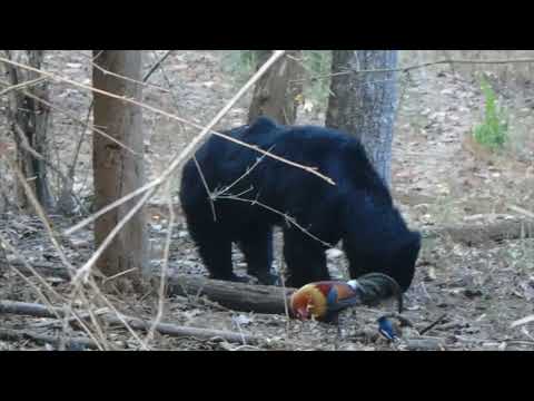 Sloth Bear Feeding 