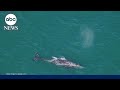 Gray whale spotted off New England coast