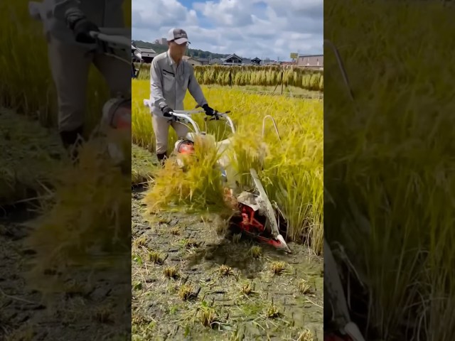 พุ่งดีแบบนี้เลย รถไถนาเดินตาม #farming #fruit #vlog #automobile
