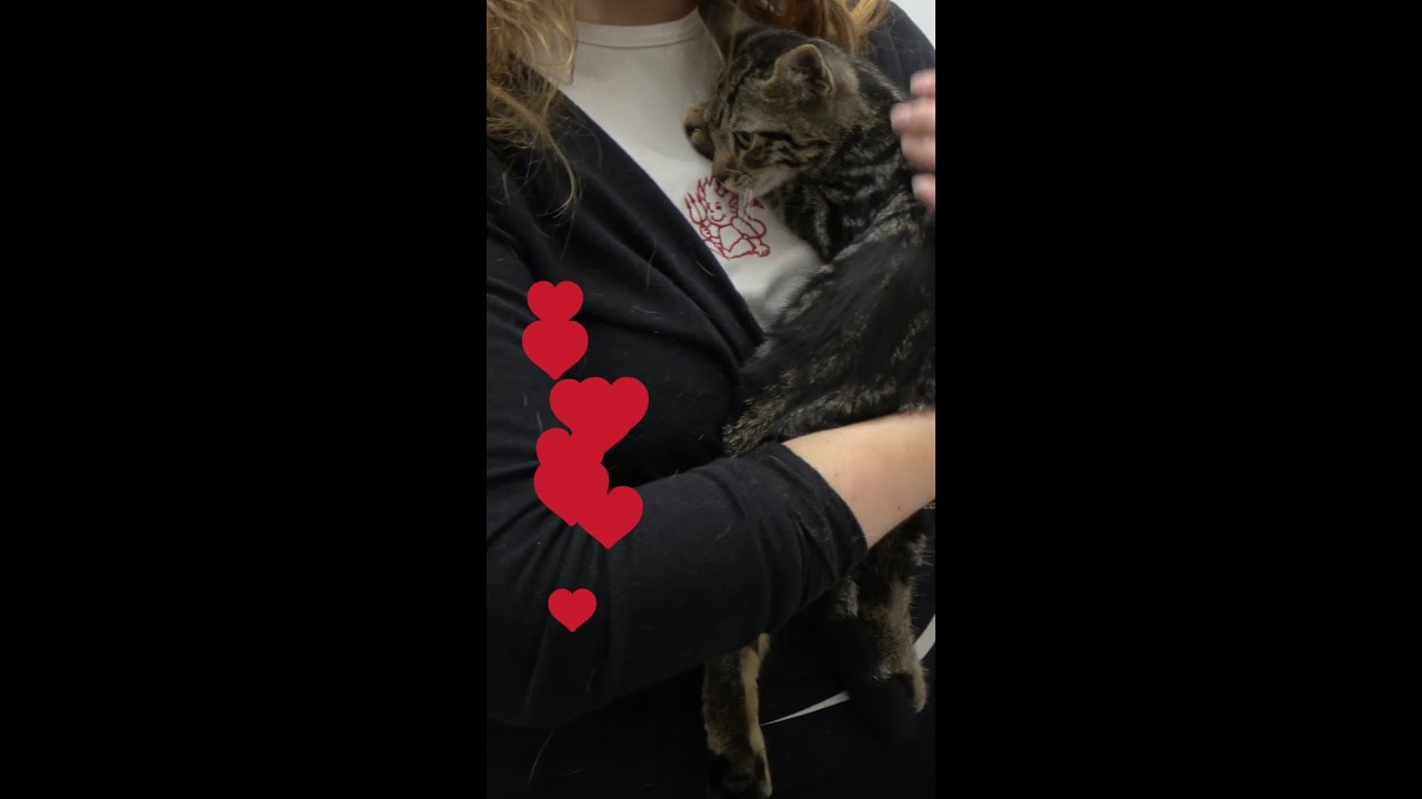 Injured kitten - Tempo