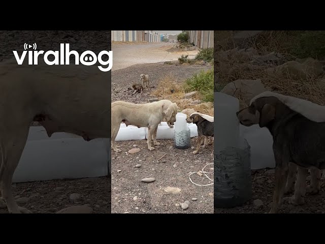Stray Dogs In Iraq Given Ice Blocks To Cool Off || ViralHog