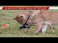 Lion makes lunch out of camera in Kenya