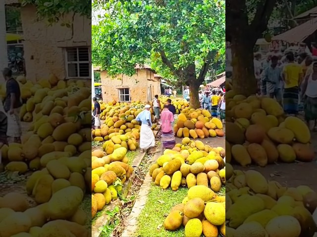 বাংলাদেশের সব থেকে বড় কাঁঠালের বাজার।
