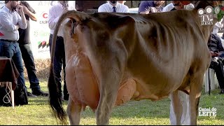 TV JERSEY - História de uma das mais renomadas vacas Jersey do Brasil - ISCA Gema Doutrina Valentino