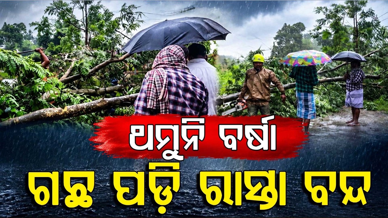 Heavy Rain In Gajapati: Fallen Tree Blocks National Highway | Argus News