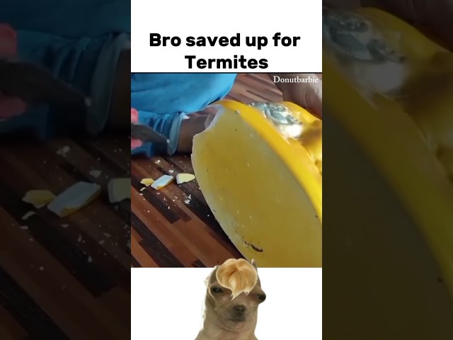 Termites ate his savings 🥲 #funny  #meme