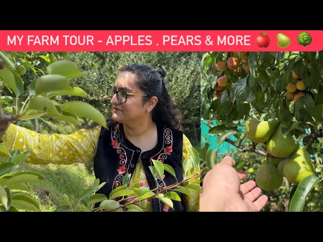 MY FARM TOUR - APPLES, PEARS AND MORE || SEASONAL FRUITS AND VEGETABLES || ROHINIDILAIK