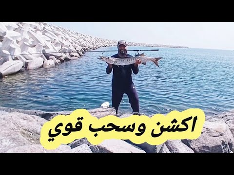 سحب قوي الصيد باراكودا حجم اسطوري