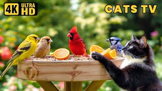 Cat TV 😻 Serene Garden of Birds 🌿 Peaceful Entertainment for Cats Who Love Nature
