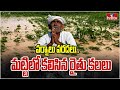 Heavy Rains Huge Crop Damage : వర్షాలు వరదలు.. మట్టిలో కలిసిన రైతు కలలు | hmtv