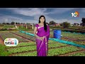 Vegetable Narumadi Yajamanyam | కూరగాయల నారుమడి యాజమాన్యం | Matti Manishi | 10TV News  - 10:04 min - News - Video