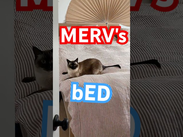 merv the cat doesn't want the bed made. #bagagwa #cat #felinefocus #catnews #felinefriday