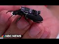 Cyborg beetles being developed to help in rescue efforts