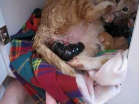 Pregnant Cat Give Birth 74