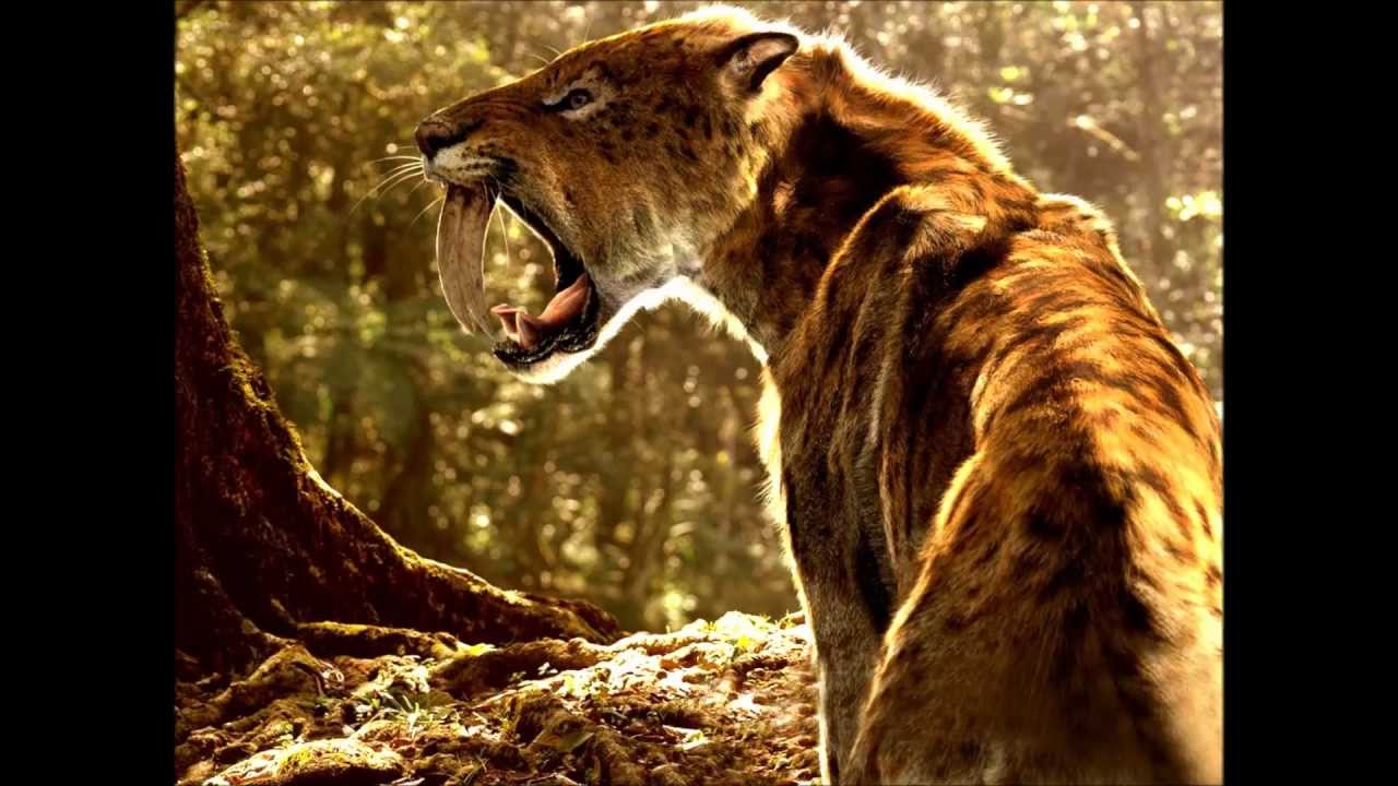 Saber Tooth Tiger (Machairodontinae) - Prehistoric Big Cats. - YouTube