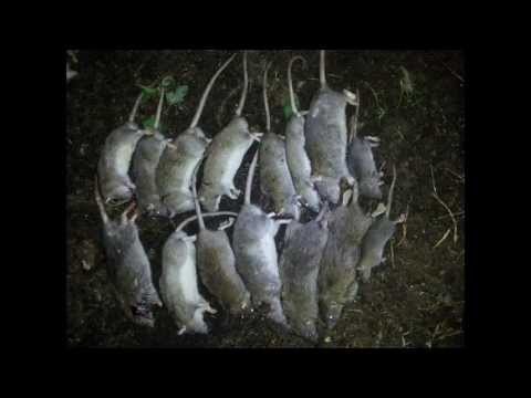 Pest stop review, diy rat trap humane, how cold to kill ...