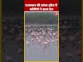 Rajasthan की सांभर झील में फ्लेमिंगो ने डाला डेरा #shorts #shortsvideo #viralvideo  - 00:50 min - News - Video