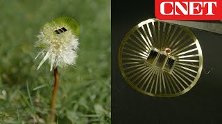 These Tiny Sensors Ride the Wind Like Dandelion Seeds
