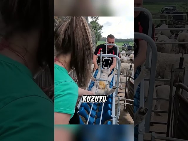 Küçücük Kuzular İçin Büyük Önlem! 🐑⚕️ Kuyruk Kesimi ve Aşı Süreci!