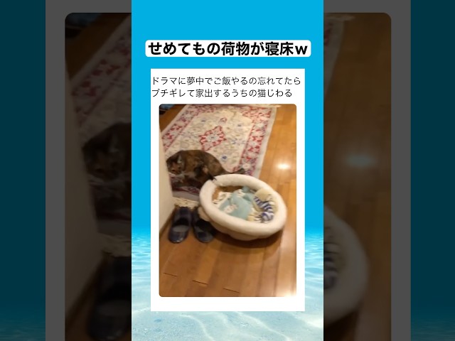 実家に帰らせて頂きます！ #shorts #動物 #おすすめ