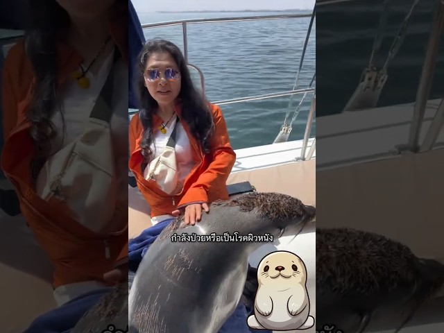 แมวน้ำวัดขี้เรื้อน! แค่ลูบผิดทาง Seal Turns Crusty with Wrong Petting!