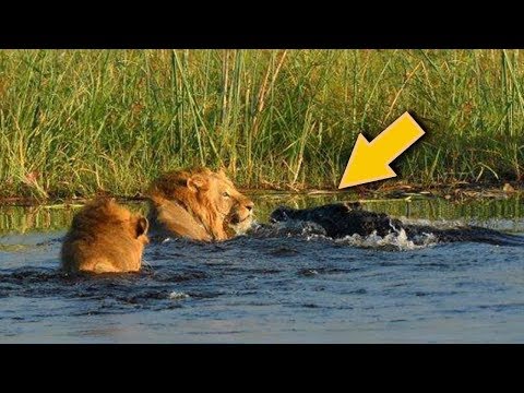 Lion VS Crocodile Great Battle - Most Amazing Moments Of Wild Animal Fight. Discovery Wild Animals