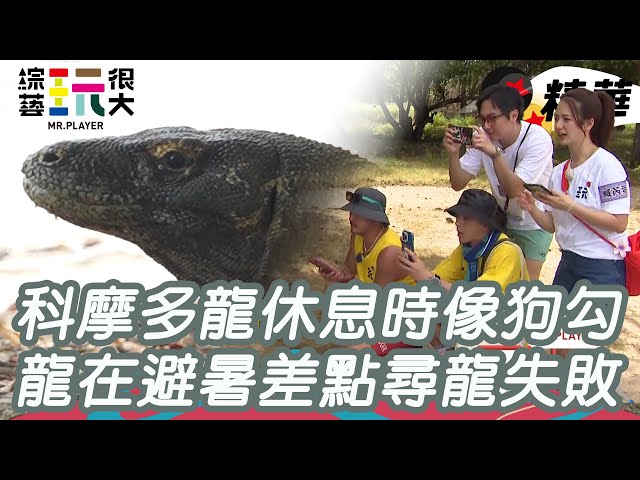 天氣熱險尋龍失敗 科摩多龍休息像狗勾｜綜藝玩很大 精華